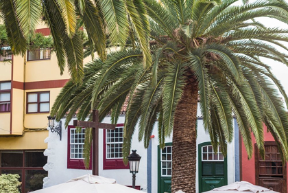 Picture of CANARY ISLANDS-LA PALMA ISLAND-SANTA CRUZ DE LA PALMA-PALM TREE