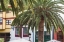 Picture of CANARY ISLANDS-LA PALMA ISLAND-SANTA CRUZ DE LA PALMA-PALM TREE