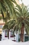 Picture of CANARY ISLANDS-LA PALMA ISLAND-SANTA CRUZ DE LA PALMA-PALM TREE