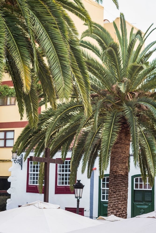 Picture of CANARY ISLANDS-LA PALMA ISLAND-SANTA CRUZ DE LA PALMA-PALM TREE