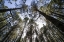 Picture of CANARY ISLANDS--FOREST GROWING IN OLD LAVA FIELD