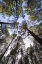 Picture of CANARY ISLANDS--FOREST GROWING IN OLD LAVA FIELD