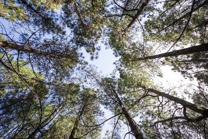 Picture of CANARY ISLANDS--FOREST GROWING IN OLD LAVA FIELD