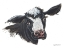 Picture of DAISY THE DAIRY COW