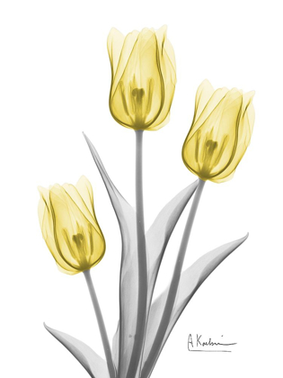 Picture of ILLUMINATING TULIP TRIO 2