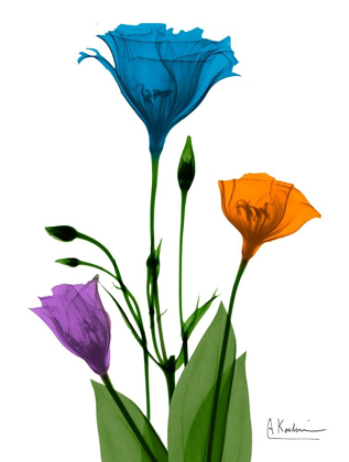 Picture of JEWEL GENTIAN BUDDIES 2