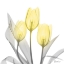 Picture of BRILLIANT TULIPS 1