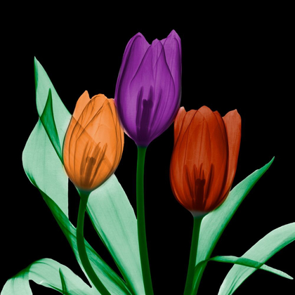 Picture of JEWELED TULIPS 3