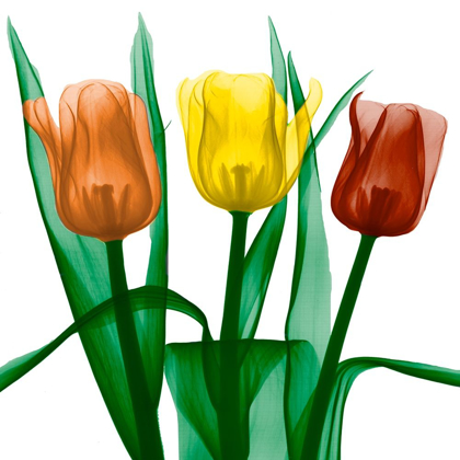 Picture of JEWEL EMBELLISHED TULIPS 2
