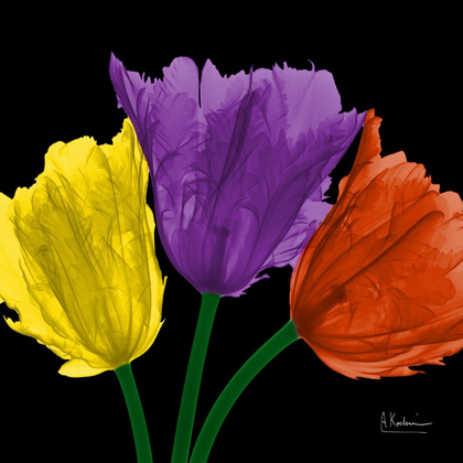 Picture of SHINY JEWEL TULIPS 3