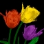 Picture of SHINY JEWEL TULIPS 4