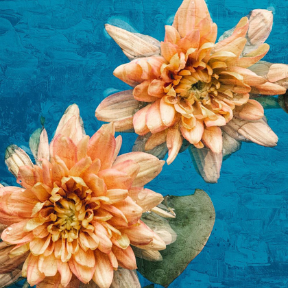 Picture of ORANGE CHRYSANTHEMUMS