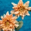 Picture of ORANGE CHRYSANTHEMUMS