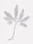 Picture of FLORAL HAND DRAWN 1