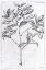Picture of PALM 1