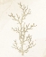 Picture of CORAL HUE 1