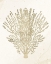 Picture of CORAL HUE 2
