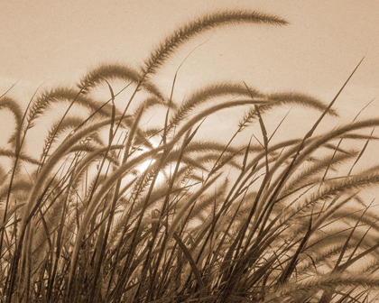 Picture of REEDS