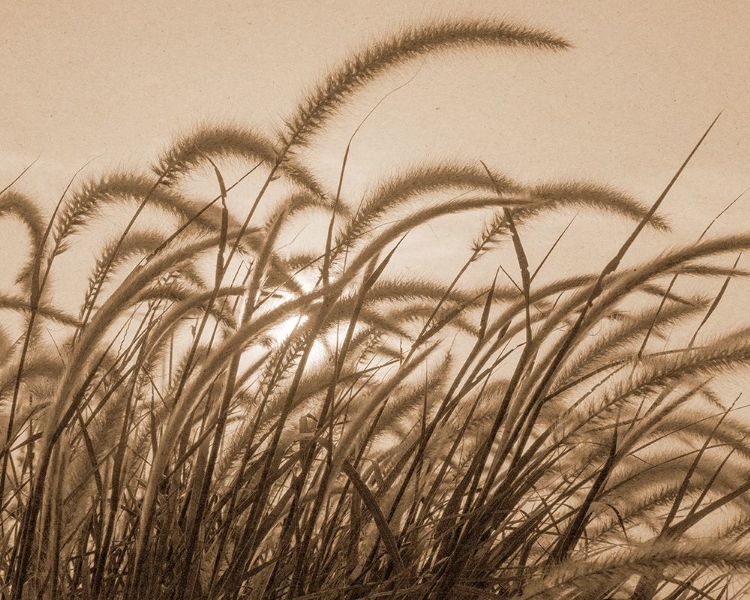 Picture of REEDS