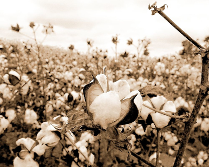 Picture of COTTON FIELDS