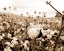 Picture of COTTON FIELDS
