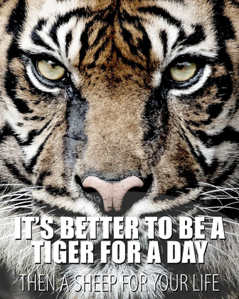 Picture of A TIGER FOR A DAY