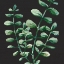 Picture of BLACK GREENS 3