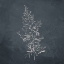 Picture of PLANT 2