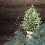 Picture of WINTER OWL BLUES 4