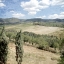 Picture of TUSCAN FIELD