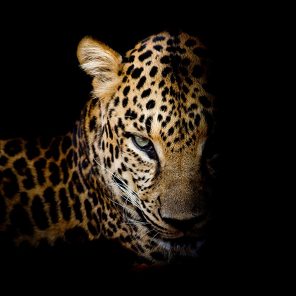 Picture of FAITH LEOPARD 1