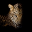 Picture of FAITH LEOPARD 1