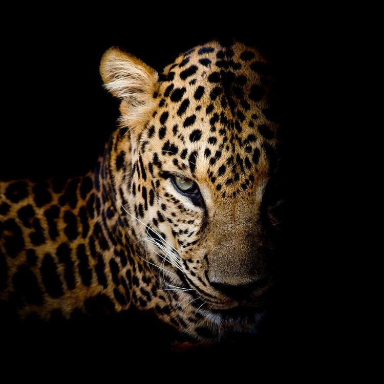 Picture of FAITH LEOPARD 1