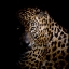 Picture of FAITH LEOPARD 3