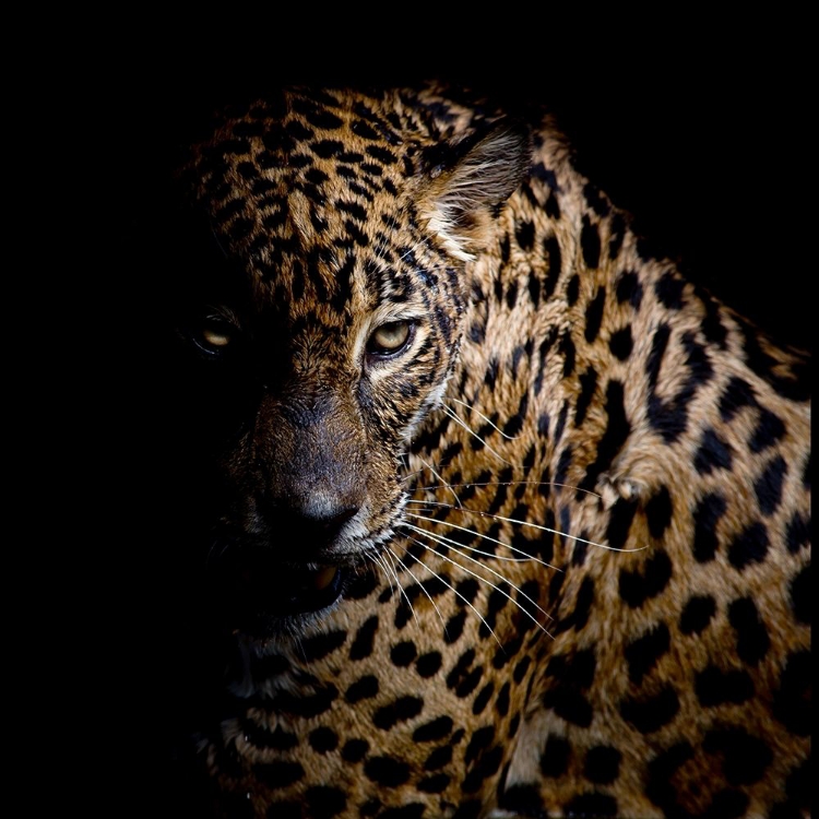 Picture of FAITH LEOPARD 3