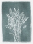 Picture of PRESSED LAVENDER