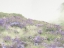 Picture of LAVENDENER HILL