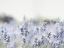 Picture of CLOSE LAVENDER FIELD