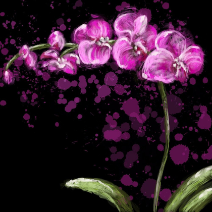 Picture of FUSCHIA ORCHID