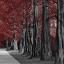 Picture of CRIMSON FOREST 2