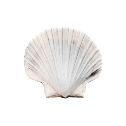 Picture of CALMING SHELL 2