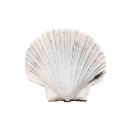 Picture of CALMING SHELL 2