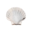 Picture of CALMING SHELL 2