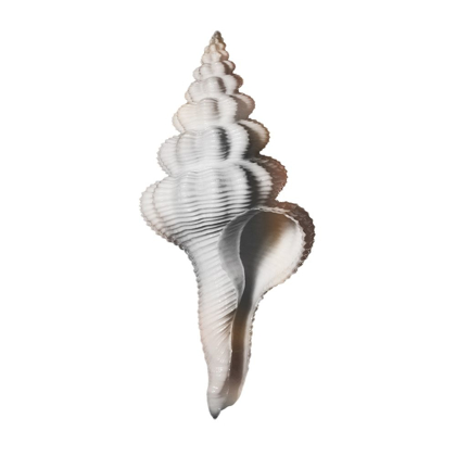 Picture of CALMING SPIRAL SHELL 2