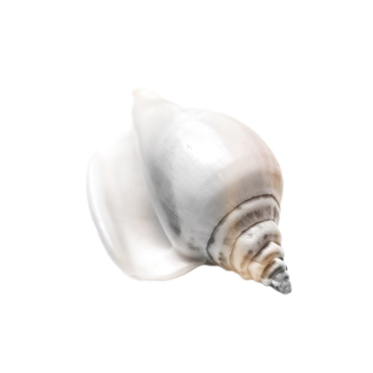 Picture of CALMING NAUTILUS SHELL 2