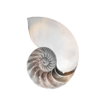 Picture of CALMING SPIRAL SHELL 2
