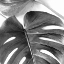 Picture of MONSTERA LEAVES