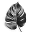 Picture of MONSTERA
