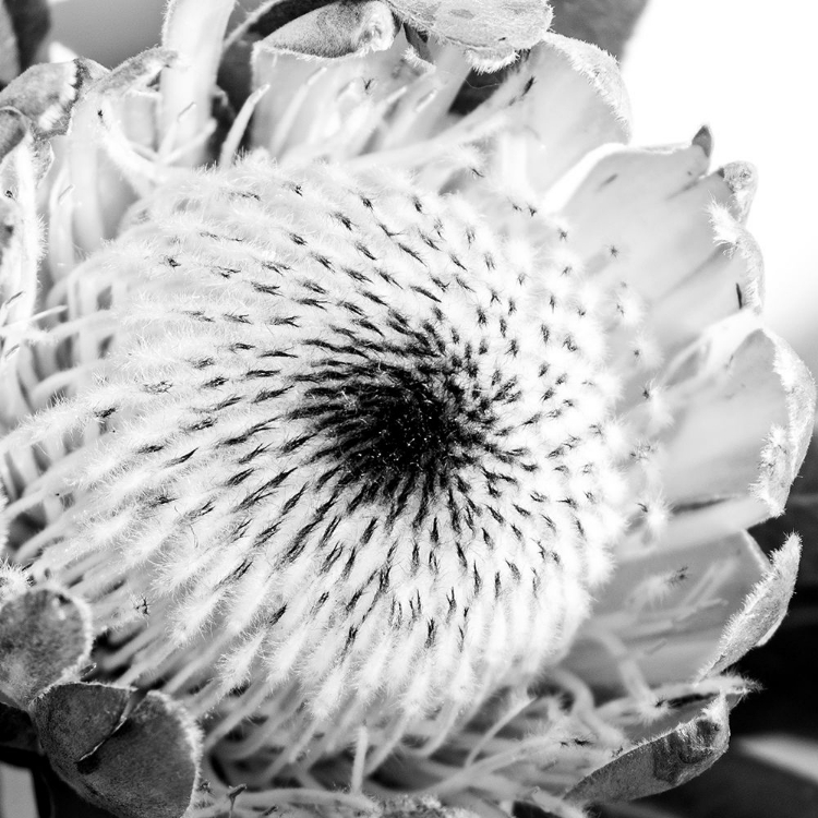 Picture of PROTEA CLOSE UP