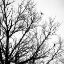Picture of WINTER BIRDS